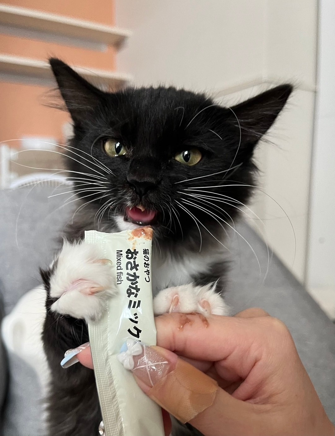 【アピタ島田】おさかな味のピューレを食べるもう一匹の猫