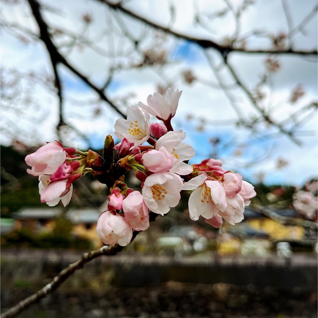 桜