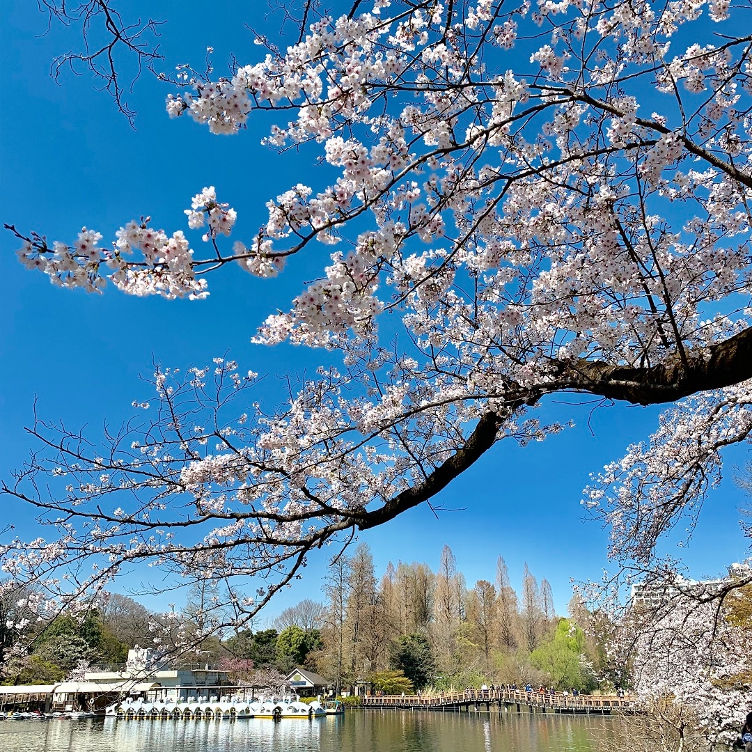 【丸井吉祥寺店】桜