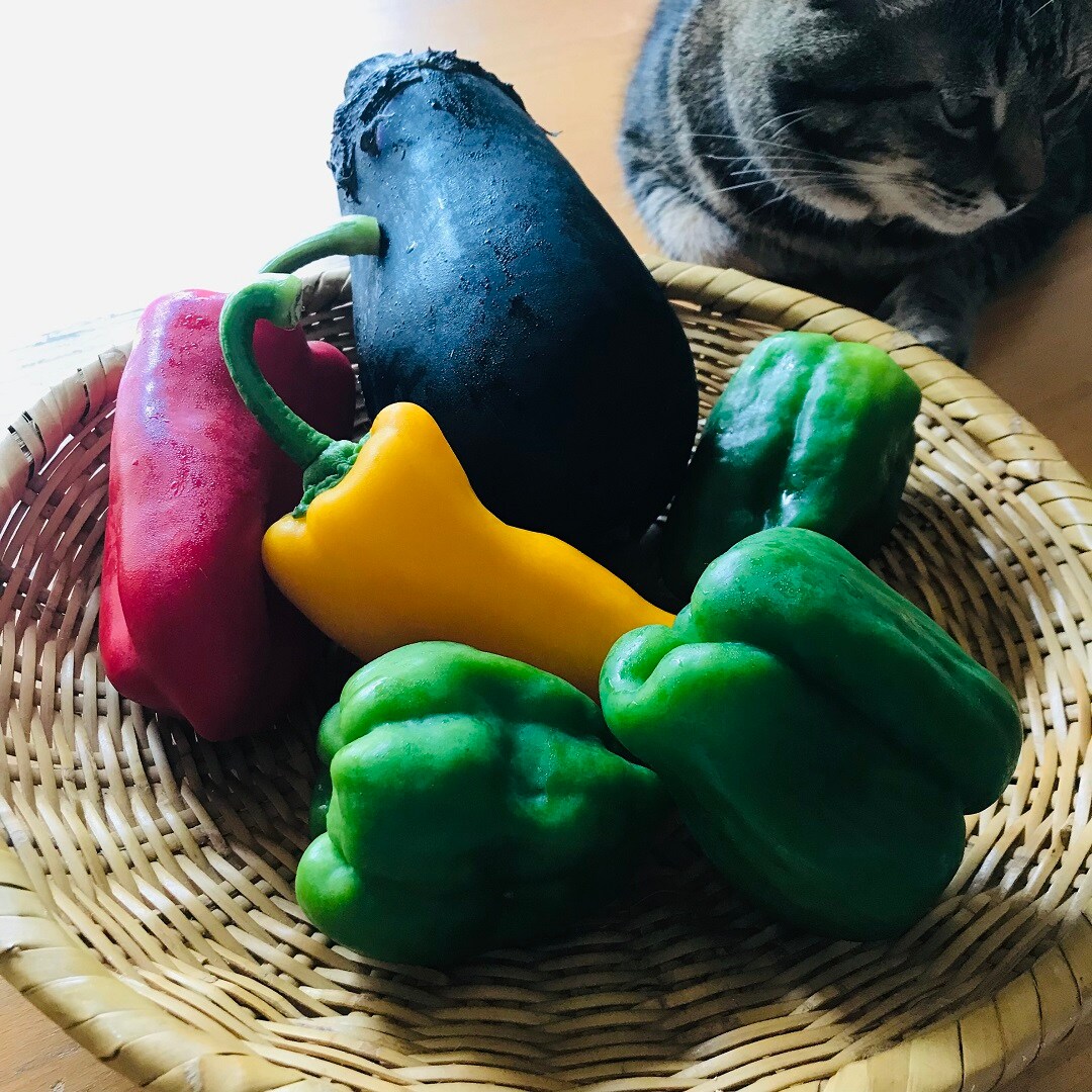 絹かわなすピーマンガブリエル