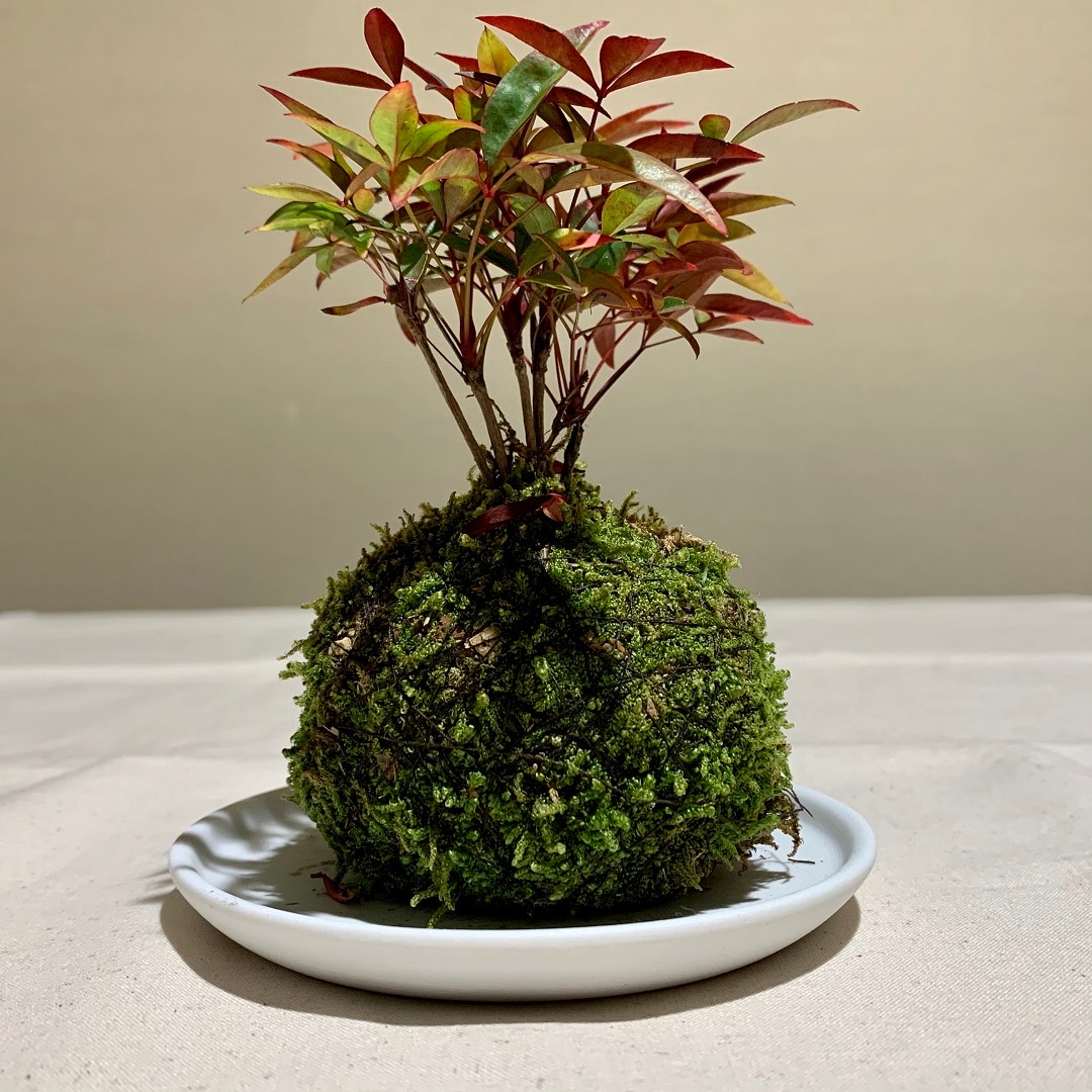 【ららぽーとTOKYO-BAY】苔玉