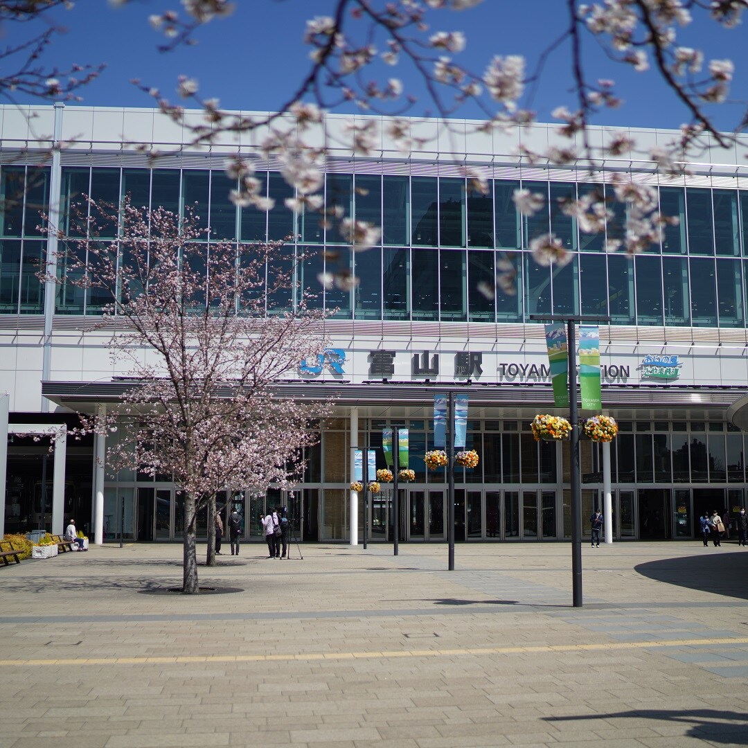 【マリエとやま】桜①