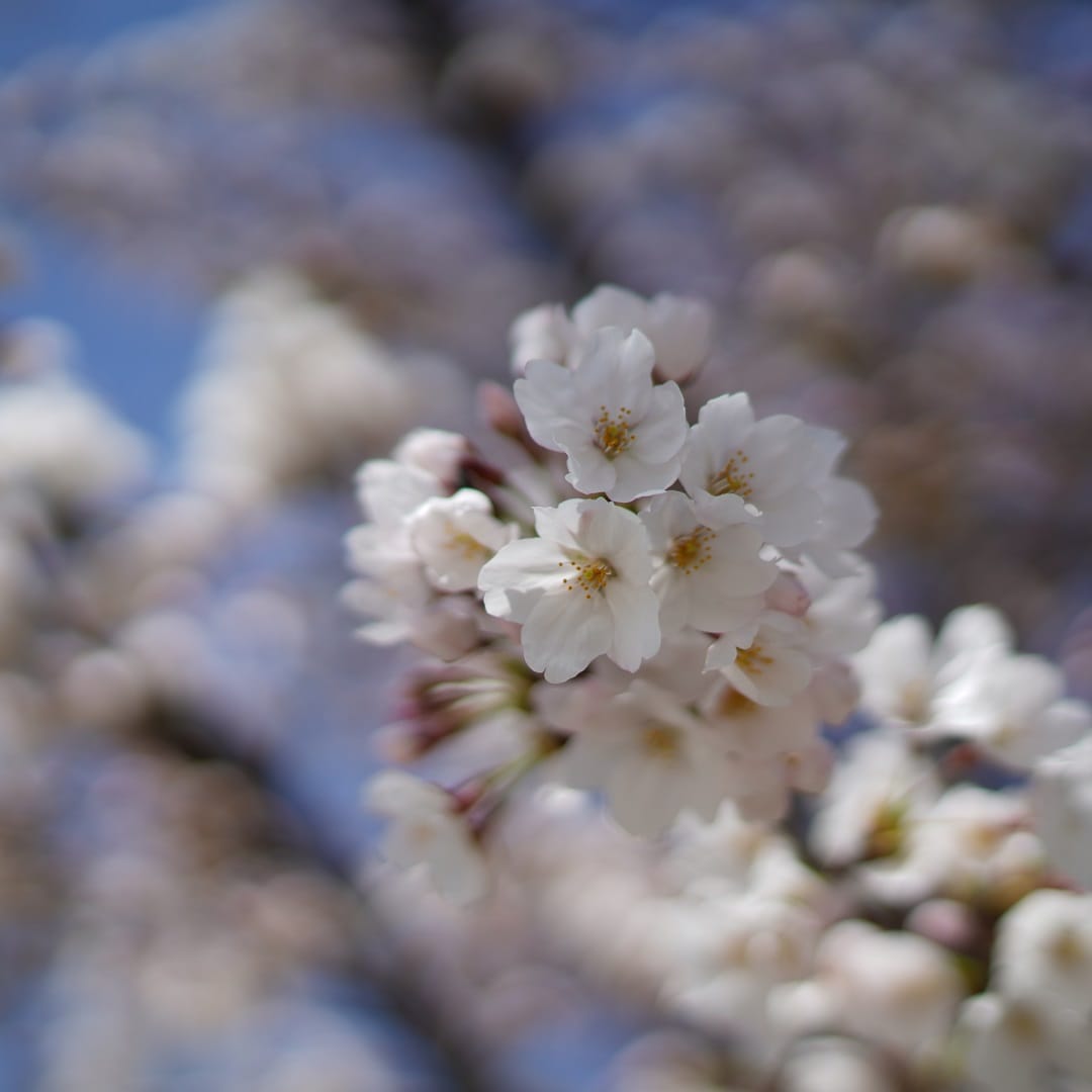 【マリエとやま】桜②