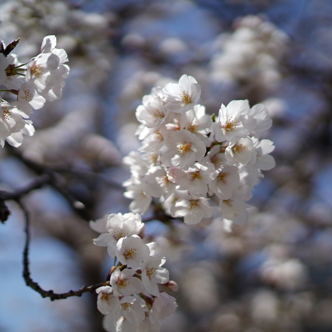 【マリエとやま】桜⑤