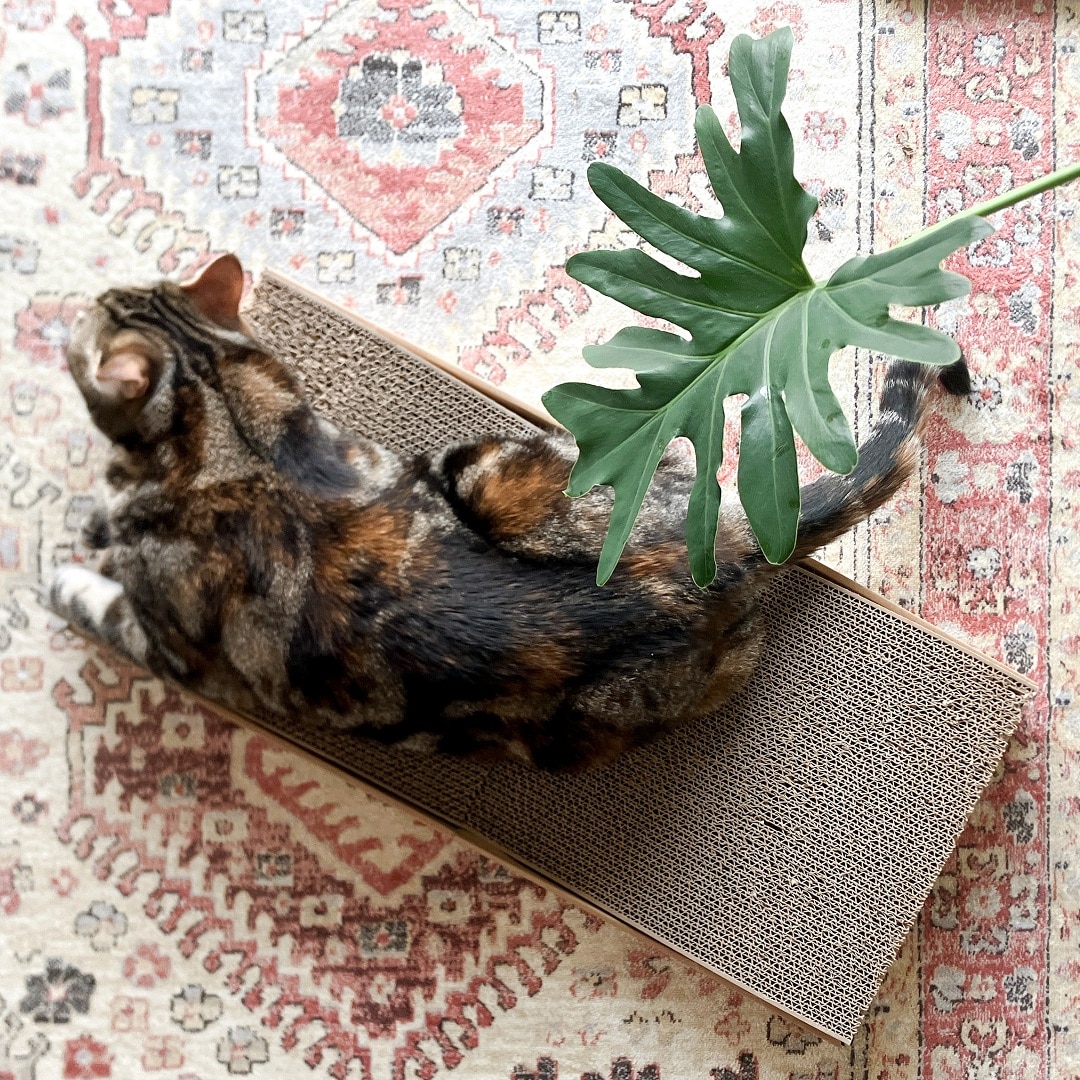 猫と爪とぎベッド 俯瞰