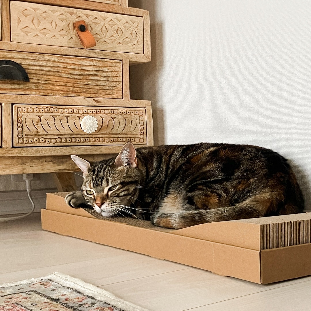 寝転がる猫