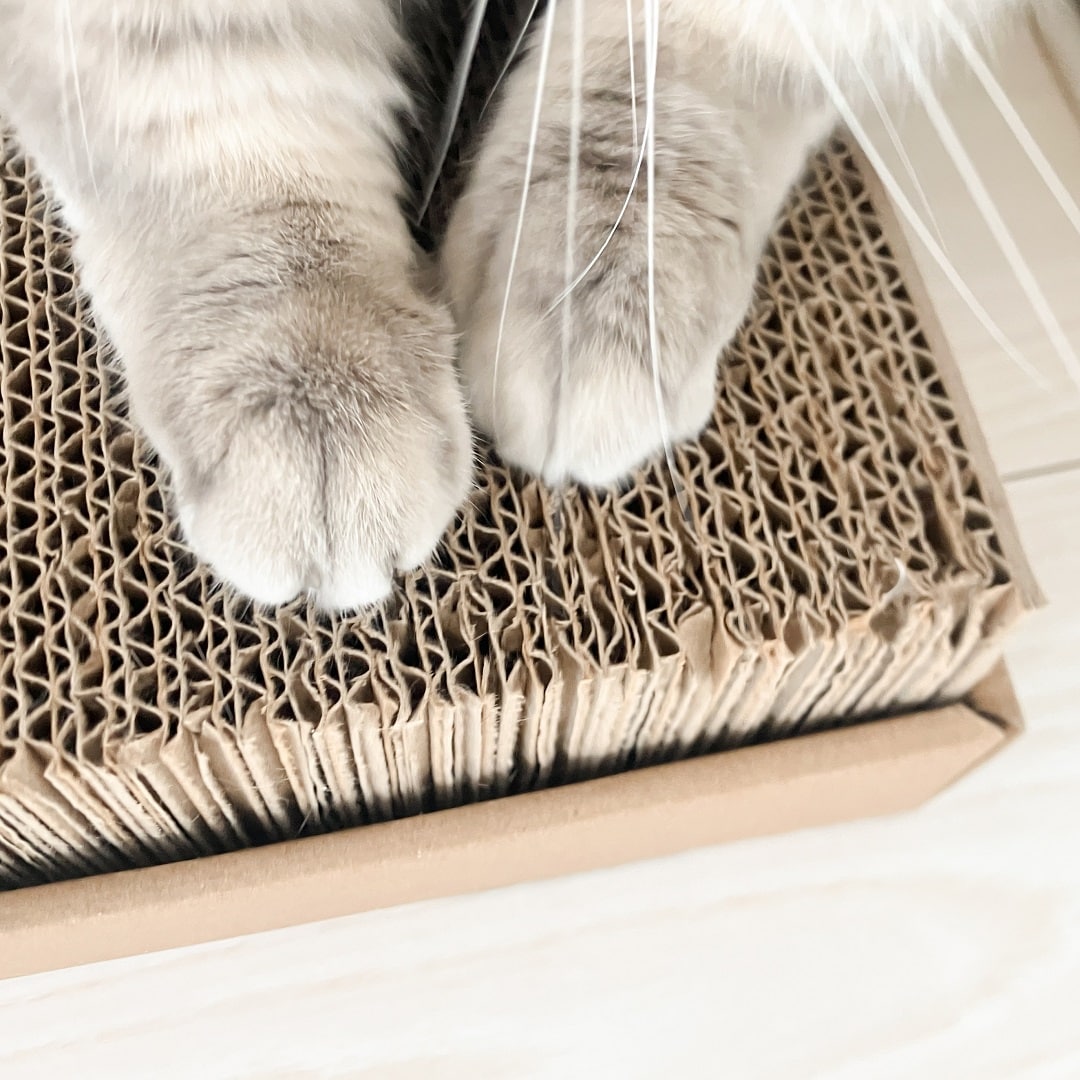 爪を研ぐ猫の手