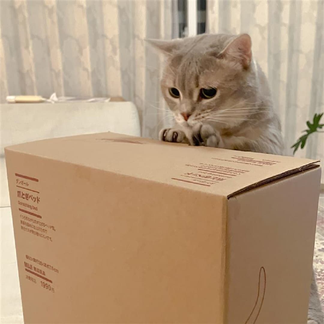 猫と商品パッケージ