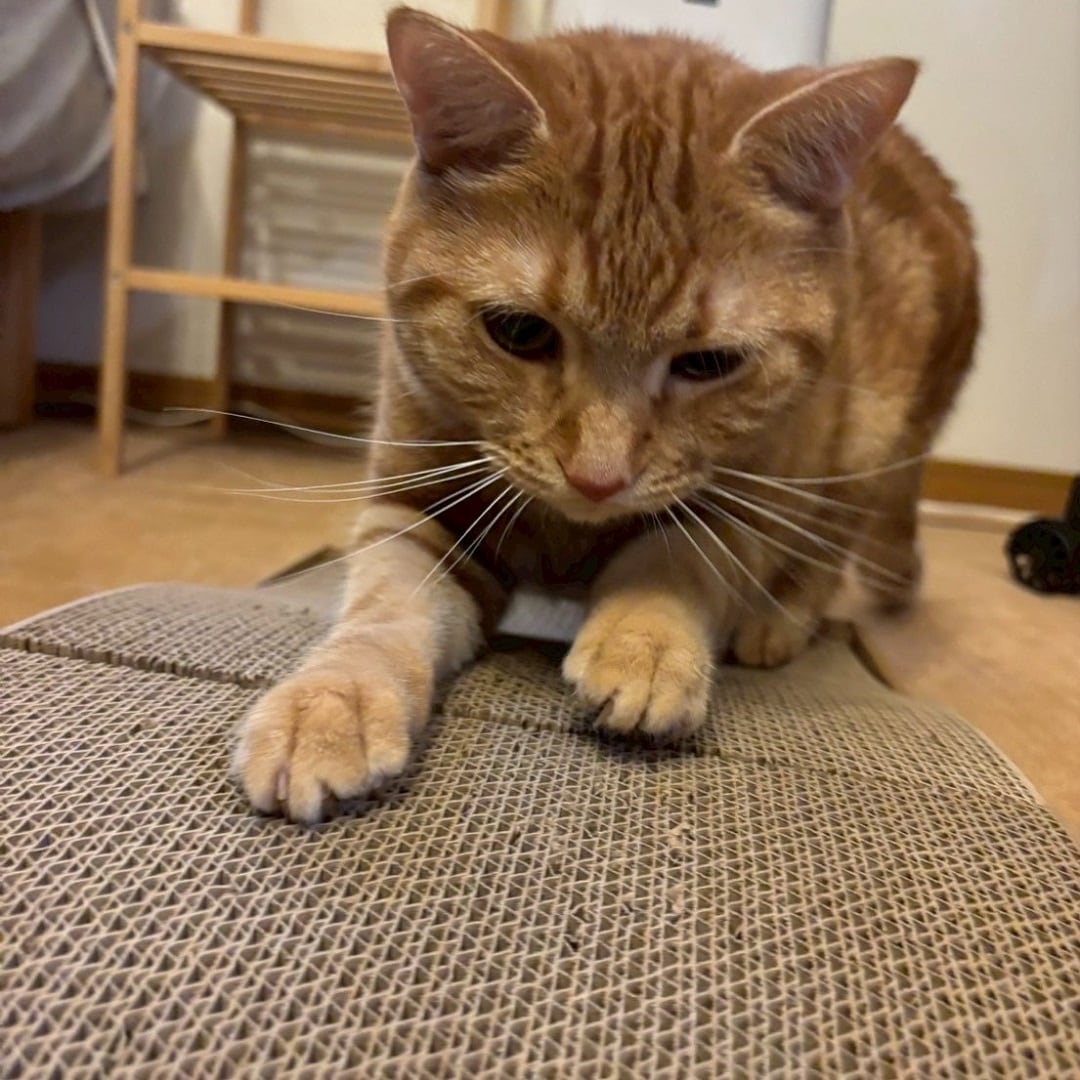 neko1