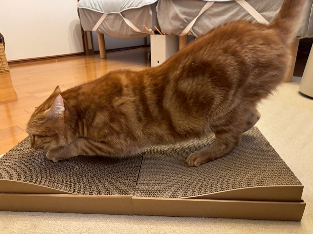 neko3