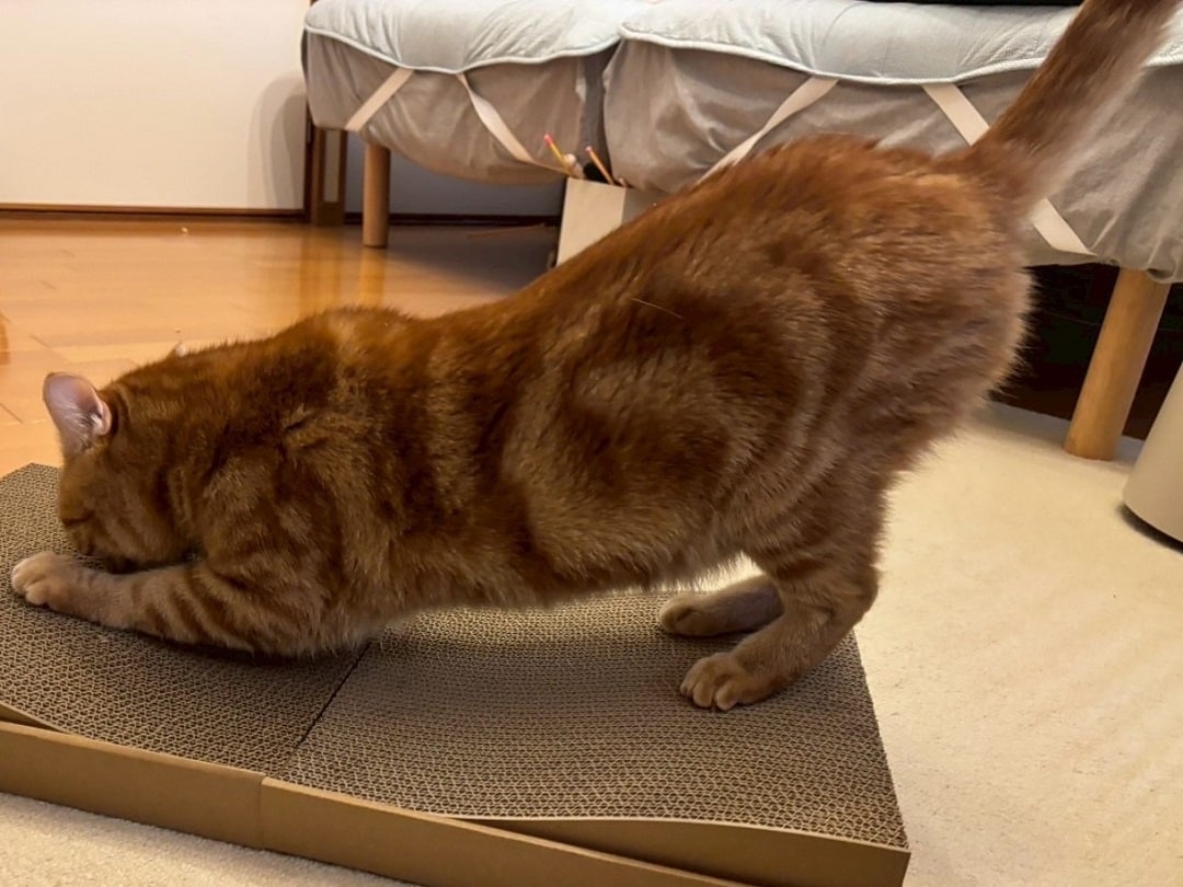 neko4