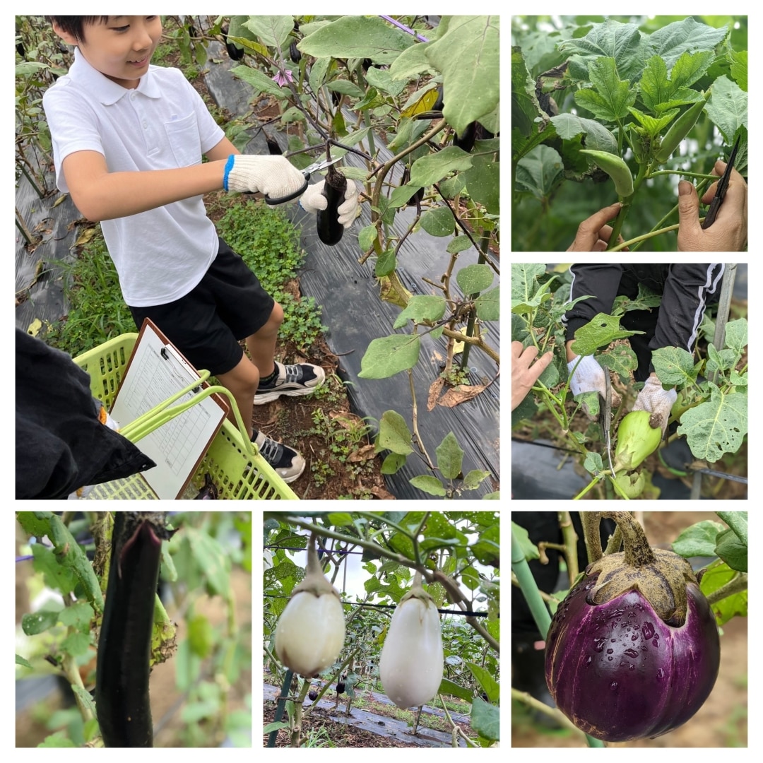 野菜収穫体験の写真4