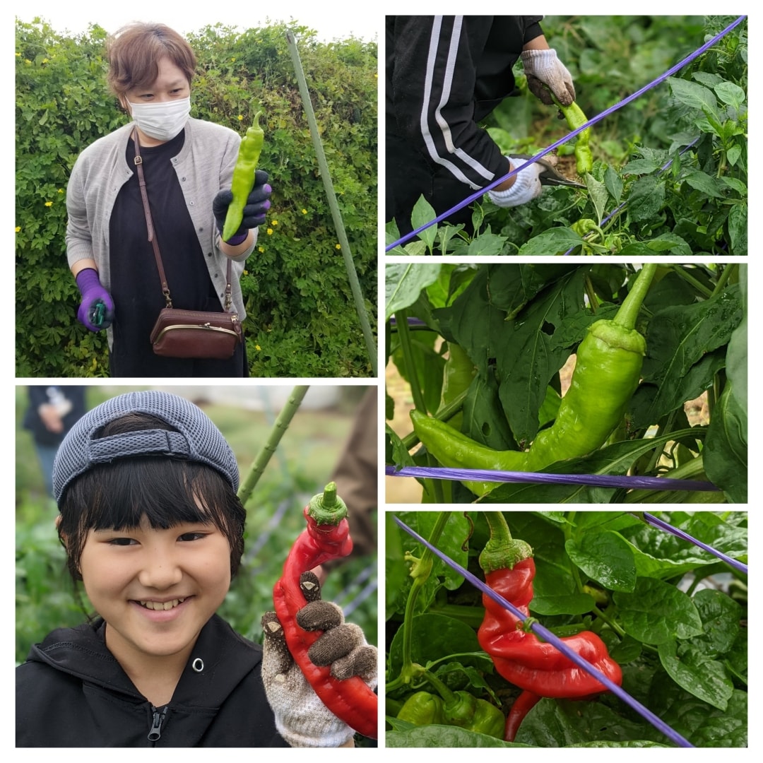 野菜収穫体験の写真5