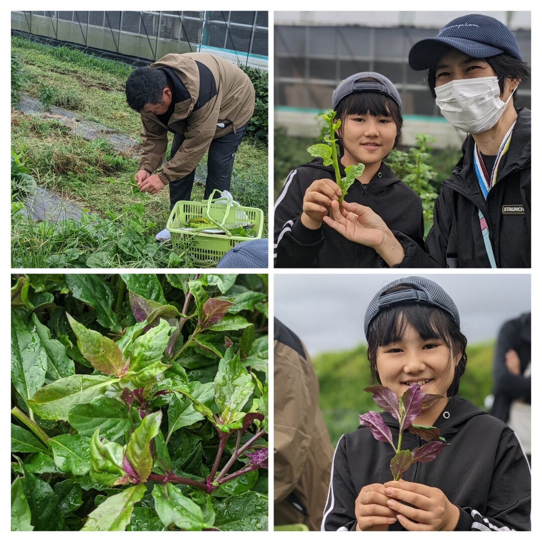 野菜収穫体験の写真6