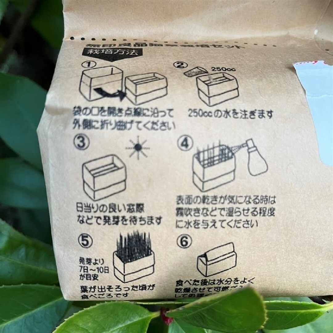 猫草