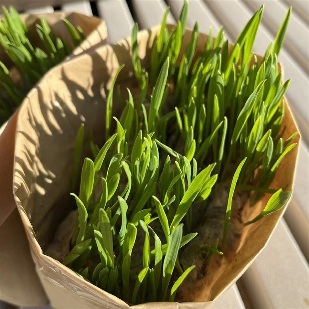 猫草