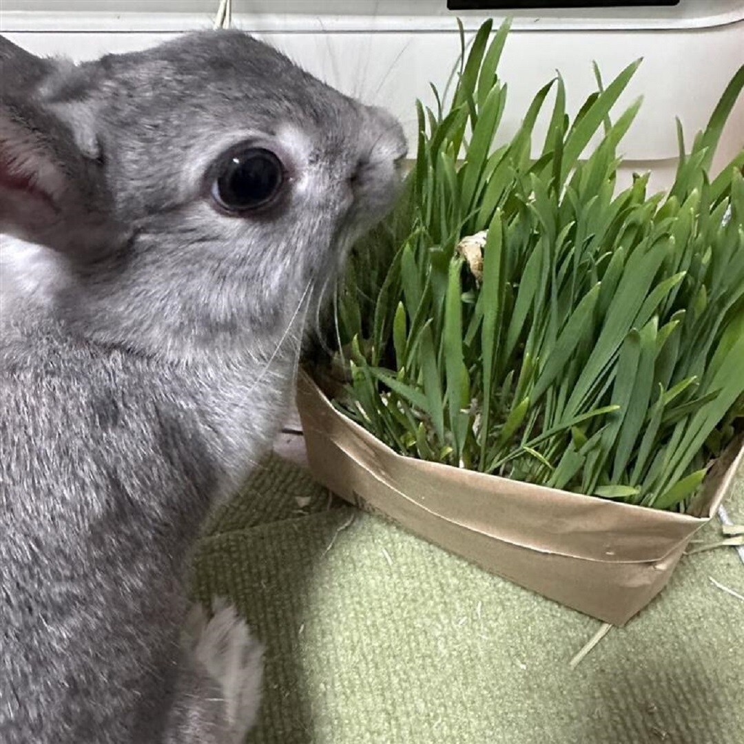 猫草