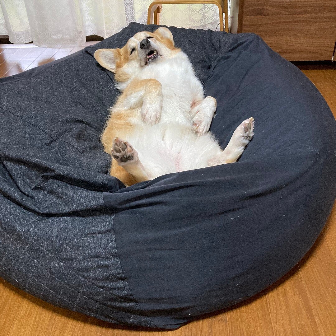フィット