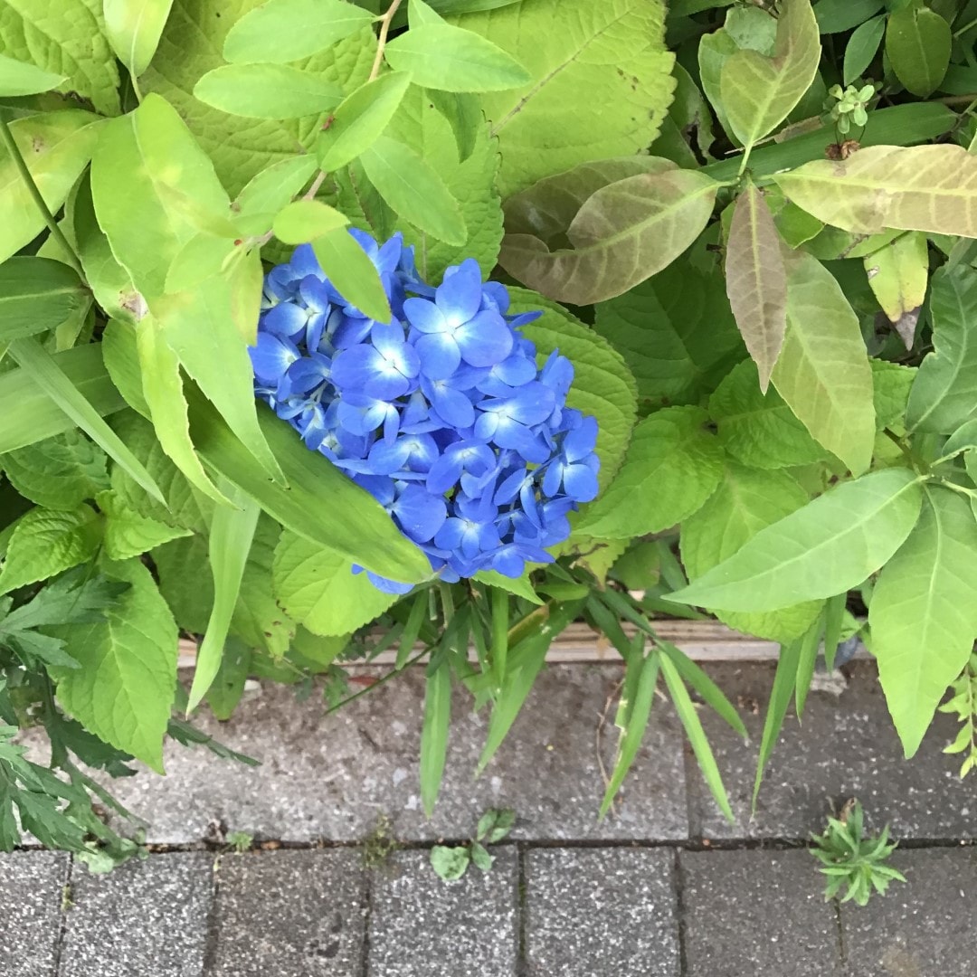 【川口前川】あじさい画像