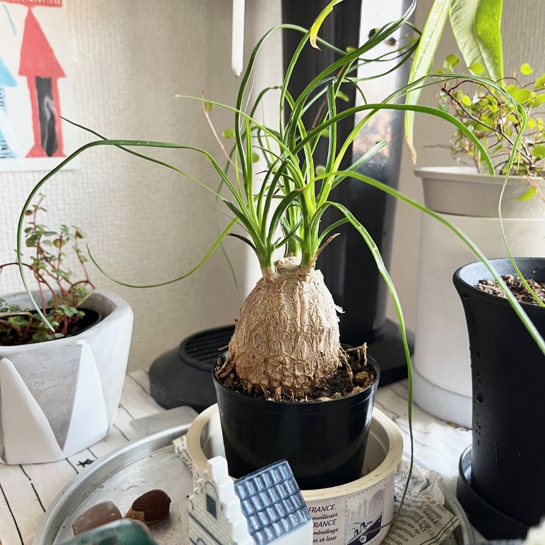 植え替えまえ