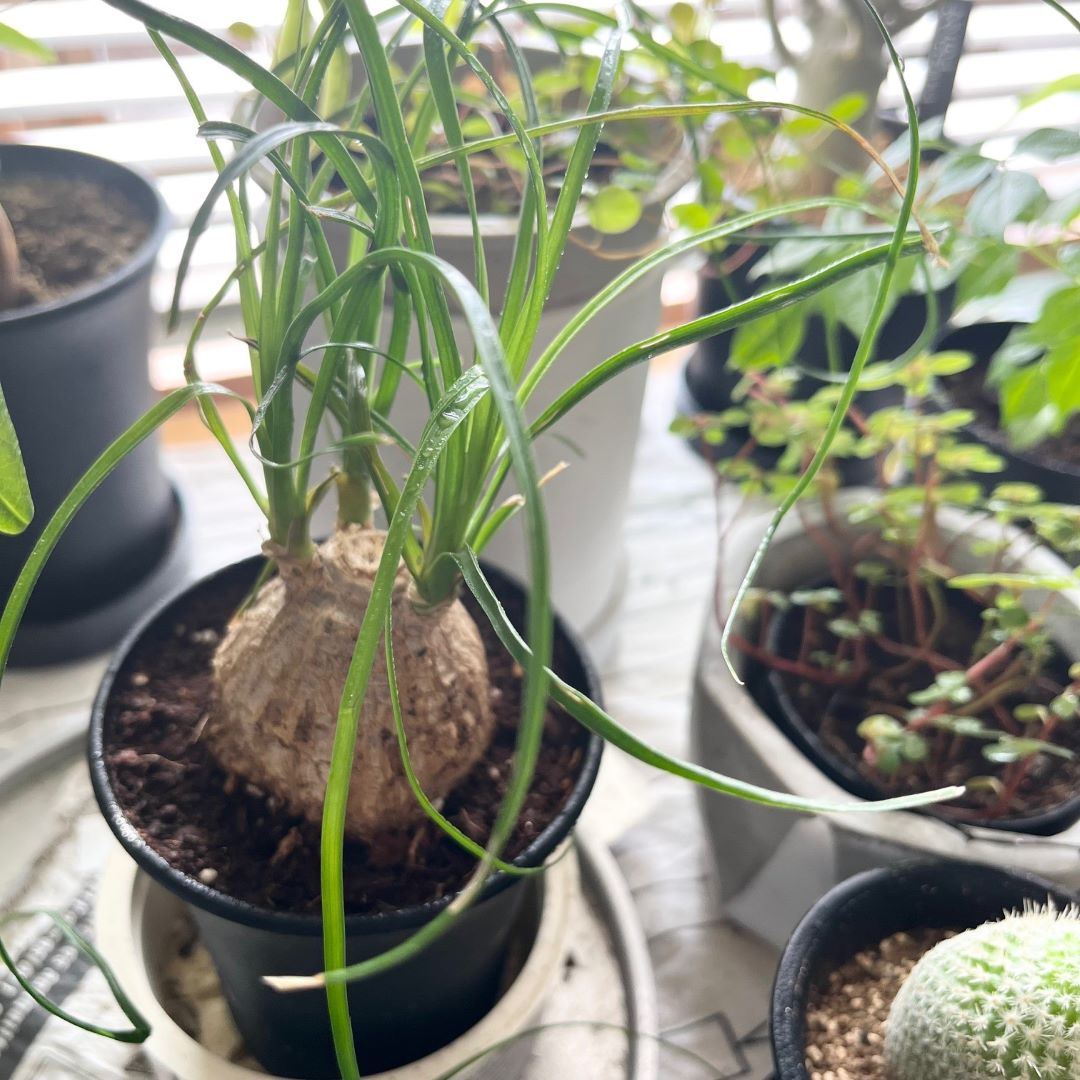 植え替え後