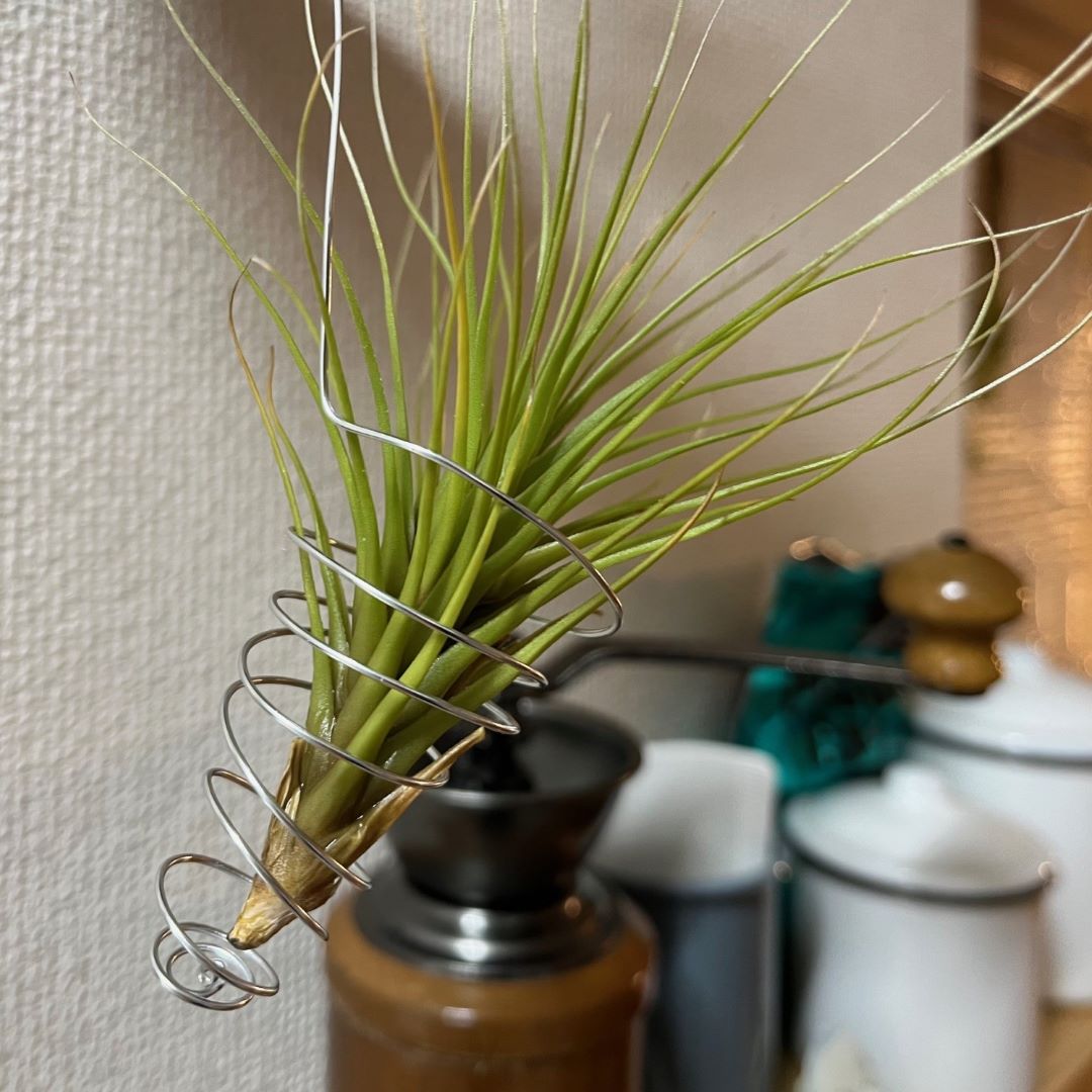 入れたやつ