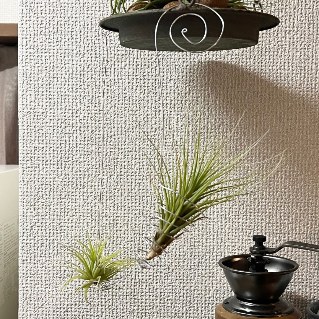 入れたやつ