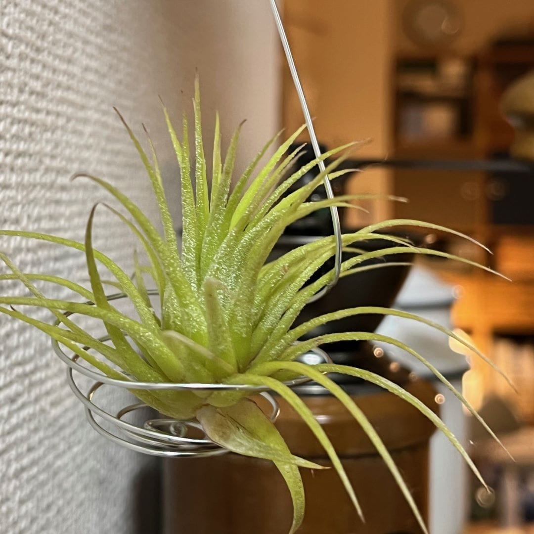 入れたやつ