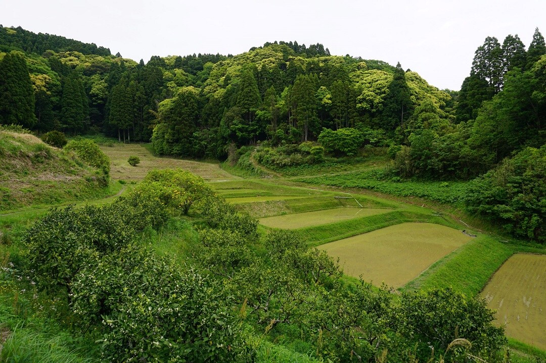 【イオンモール木更津】有機米田植え、鴨川里山トラスト～2022年～