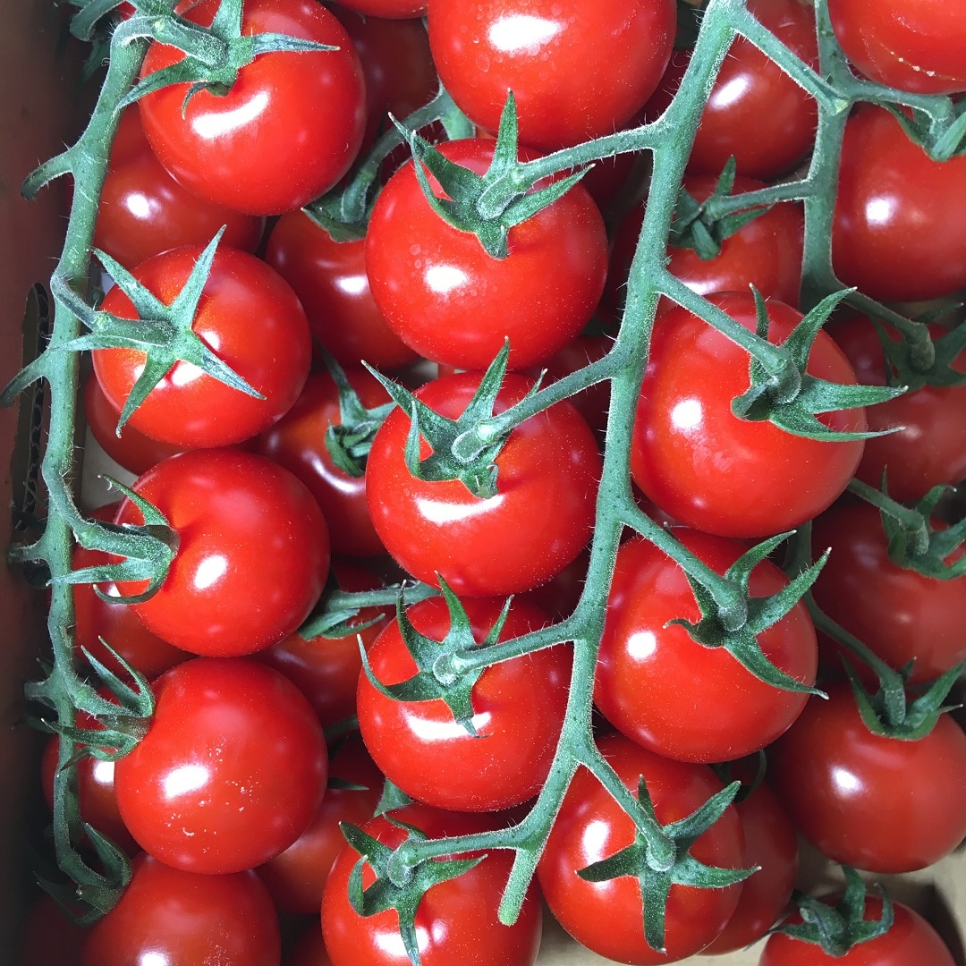 tomato4