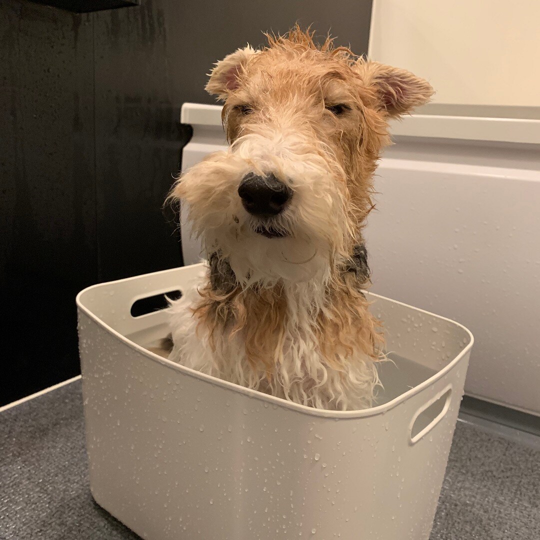 やわらかポリエチレンケース犬