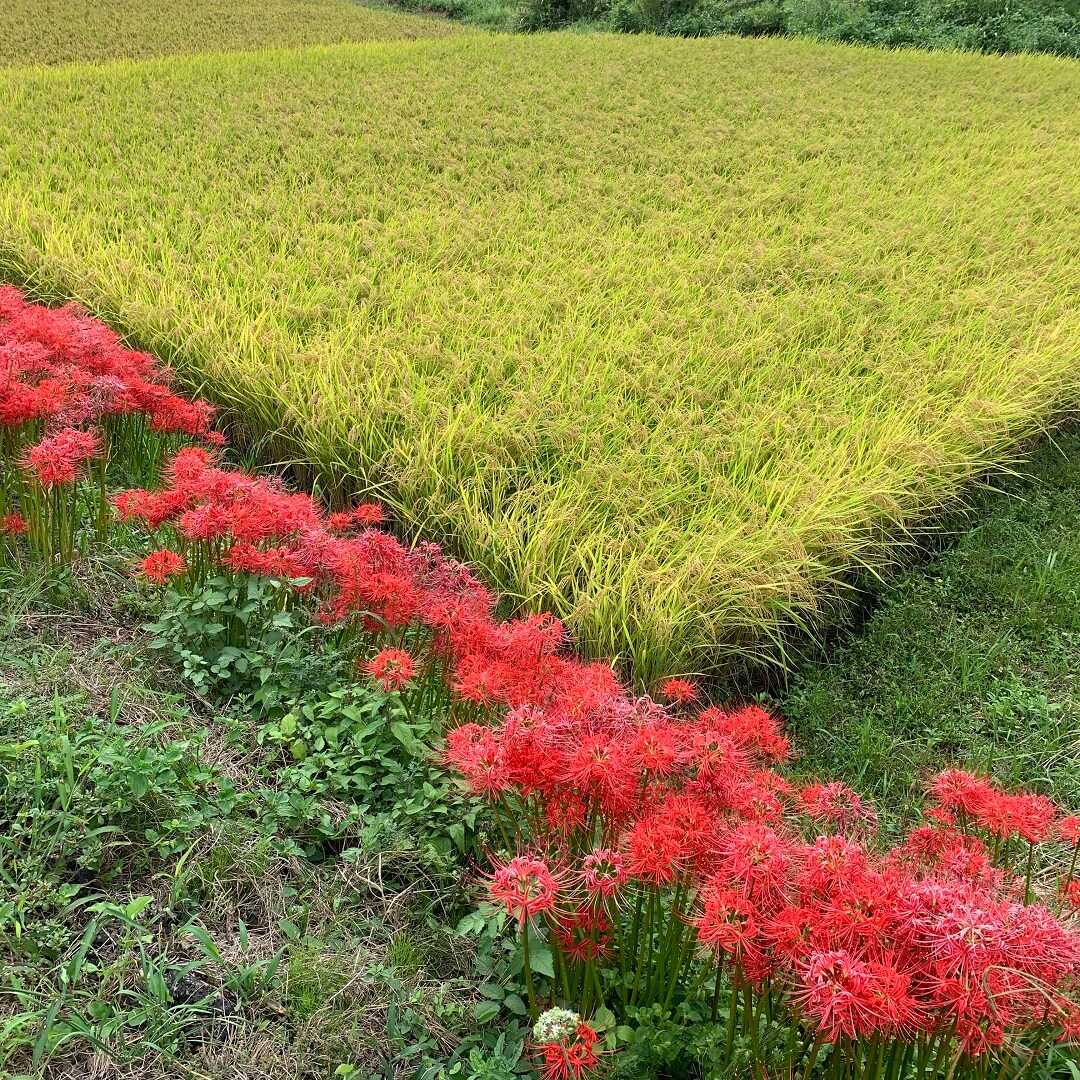 稲刈り