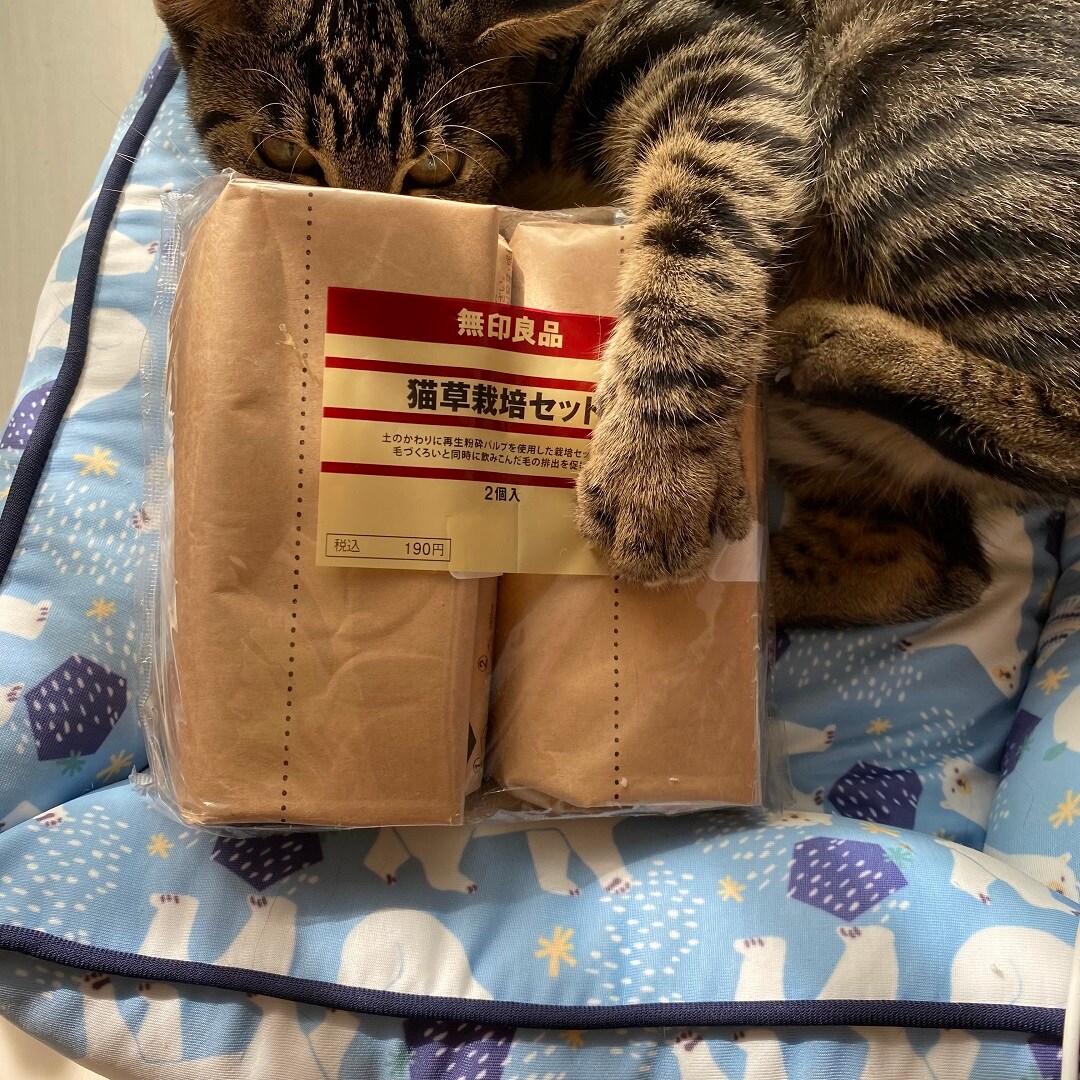 猫草栽培セット ２個入り