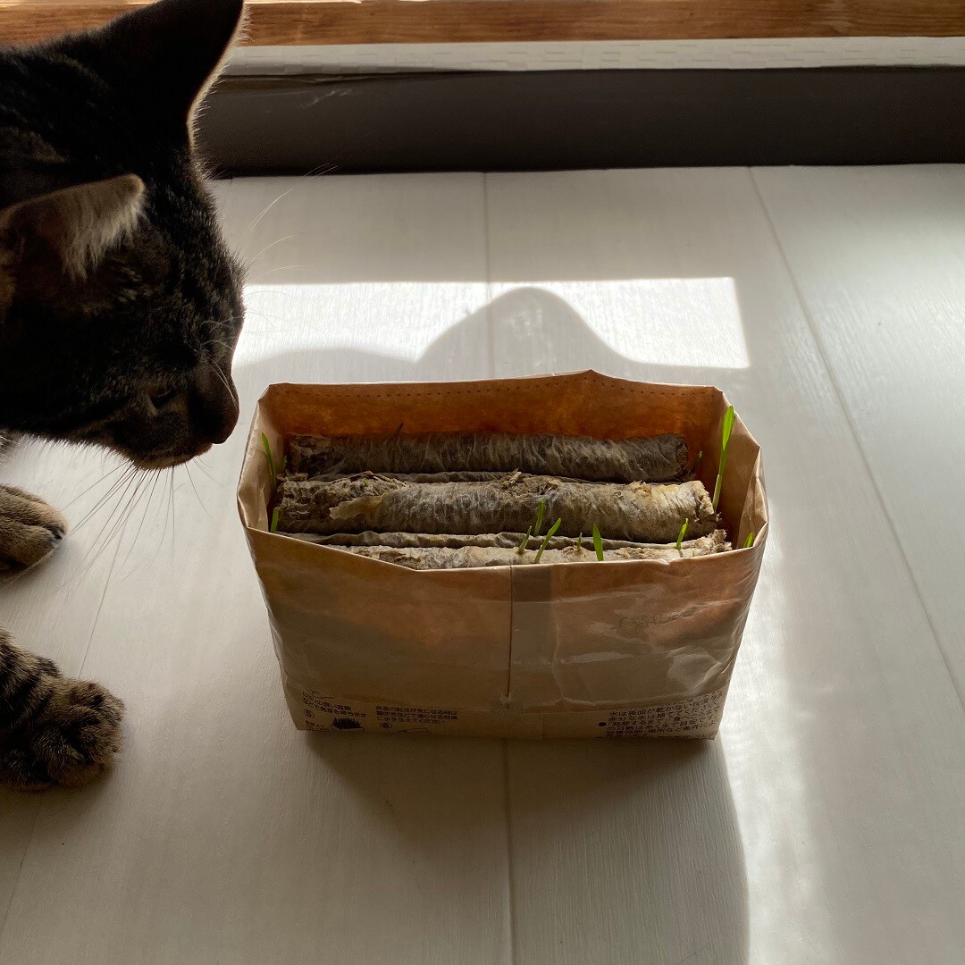 猫草栽培セット ２個入り