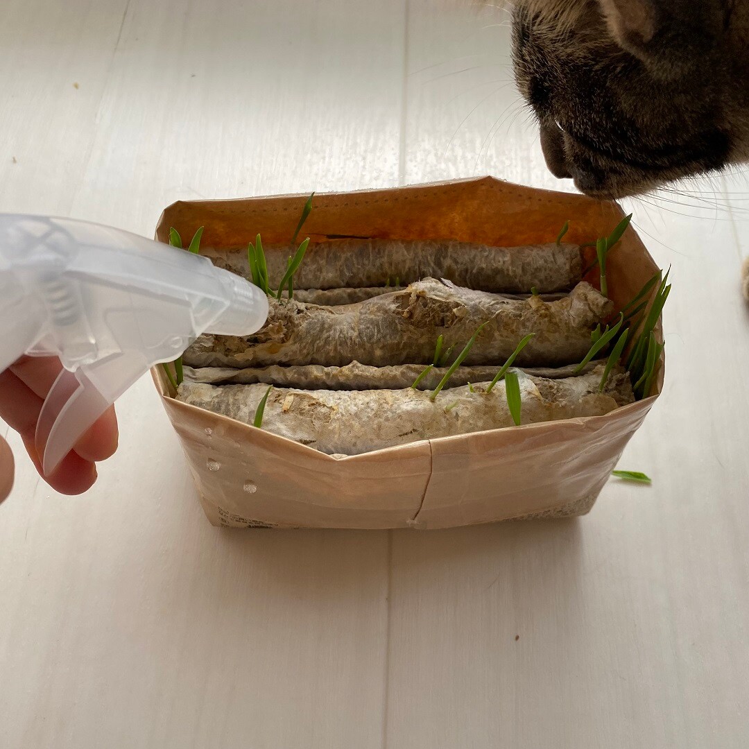 猫草栽培セット ２個入り