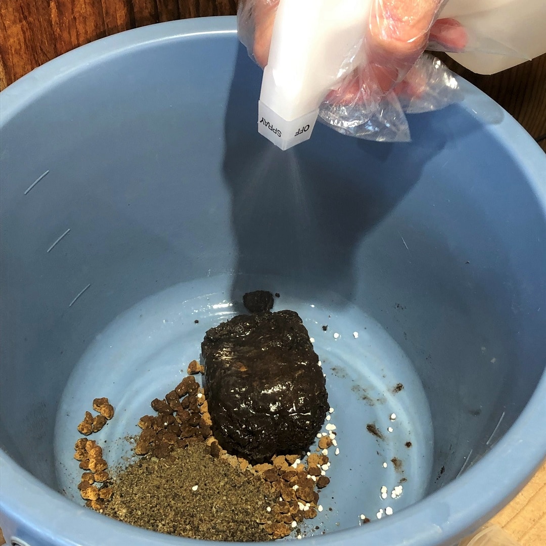 【池袋西武】じぶんでつくるこけだまキット