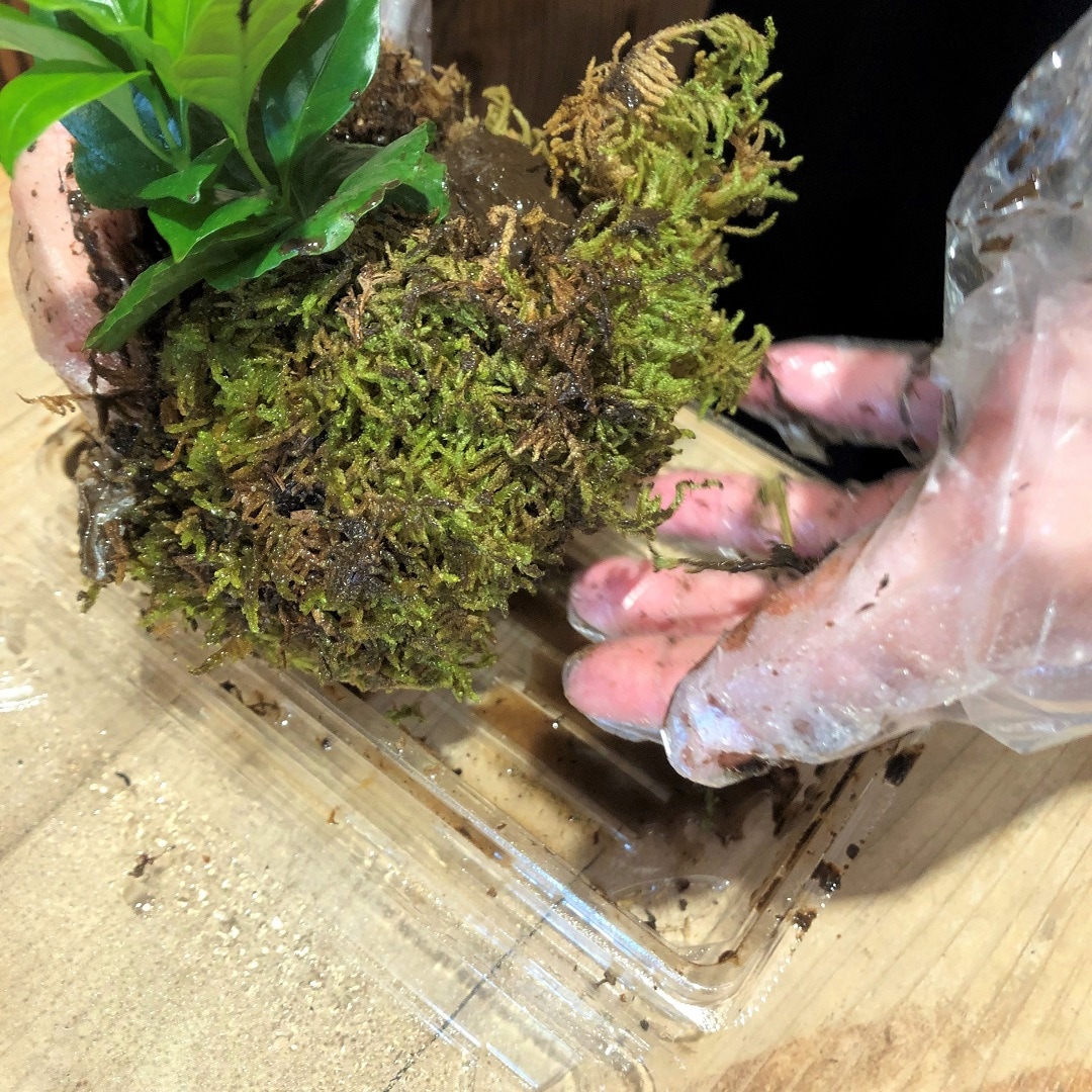 【池袋西武】じぶんでつくるこけだまキット