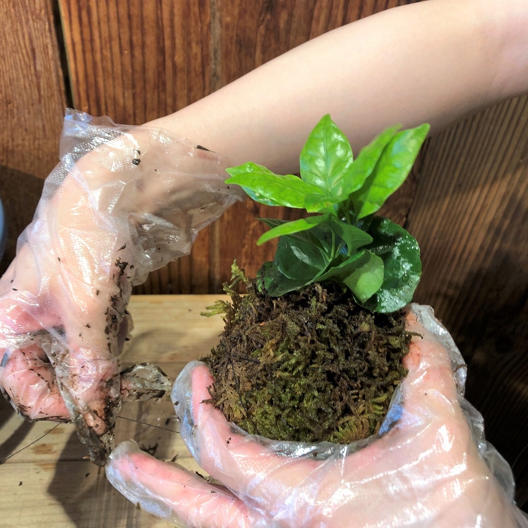 【池袋西武】じぶんでつくるこけだまキット
