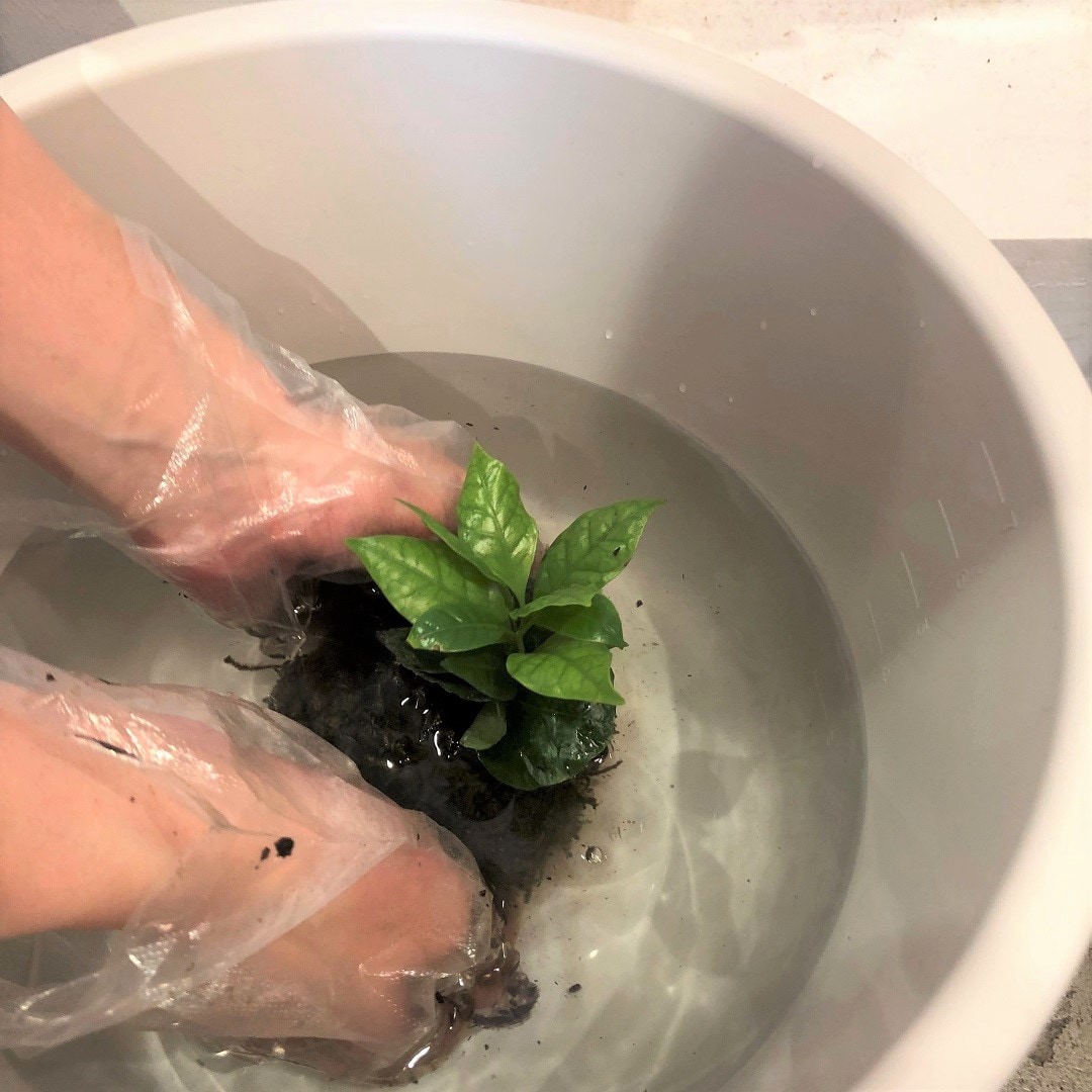 【池袋西武】じぶんでつくるこけだまキット