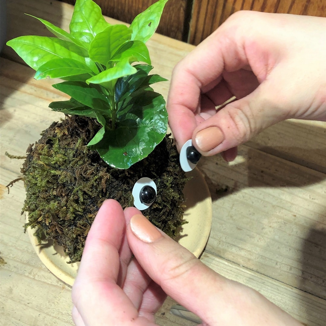 【池袋西武】じぶんでつくるこけだまキット