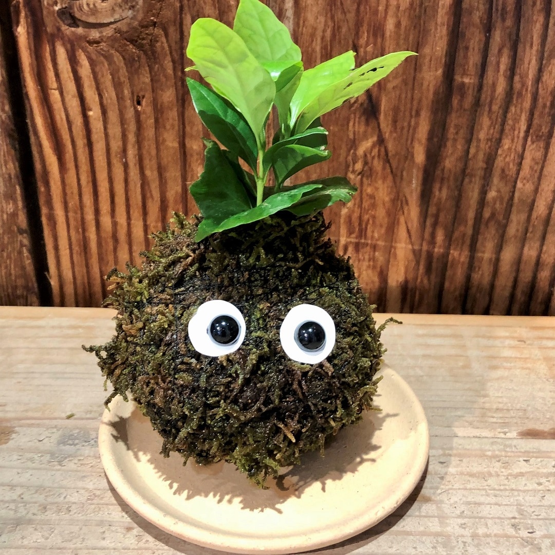 【池袋西武】じぶんでつくるこけだまキット