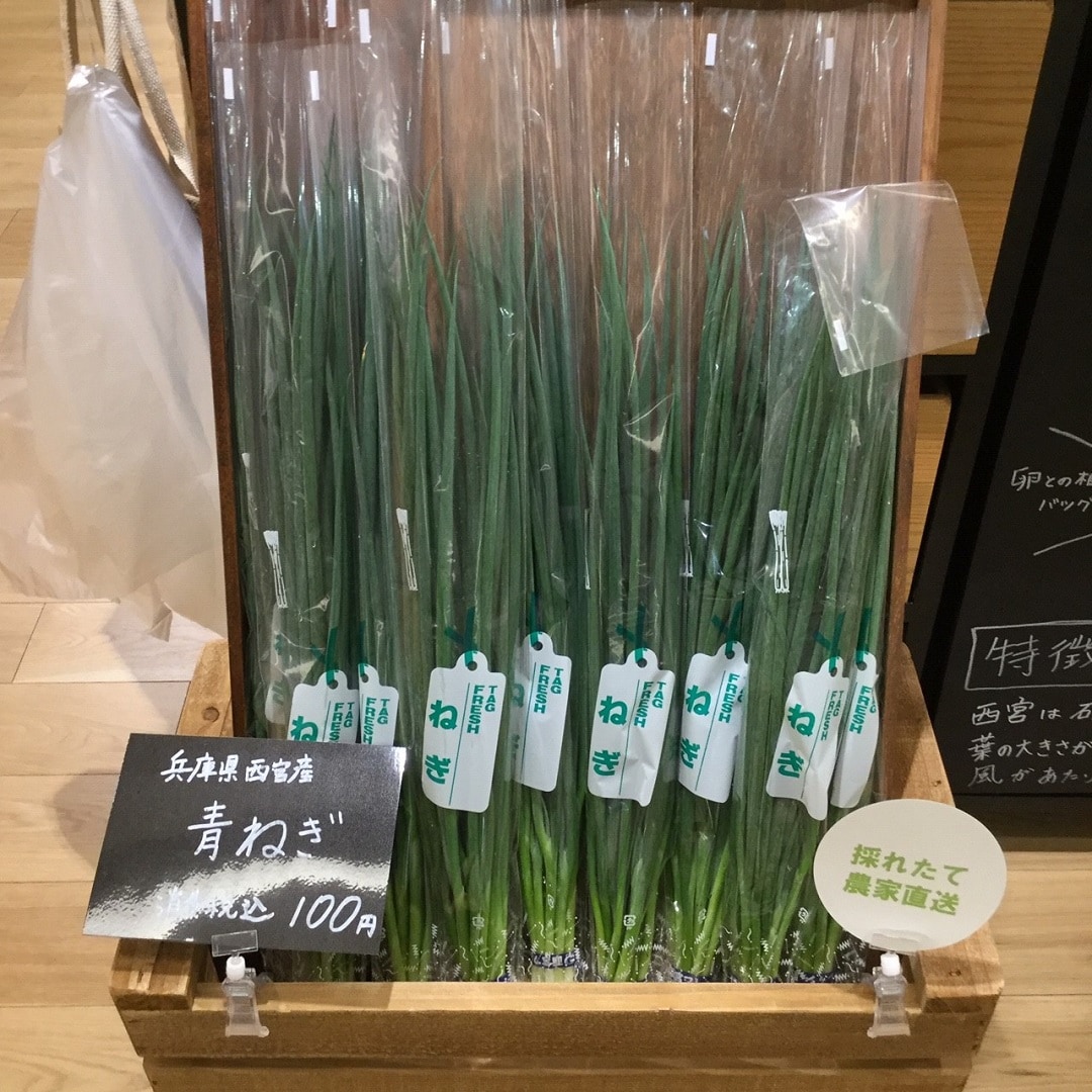 青ねぎの写真