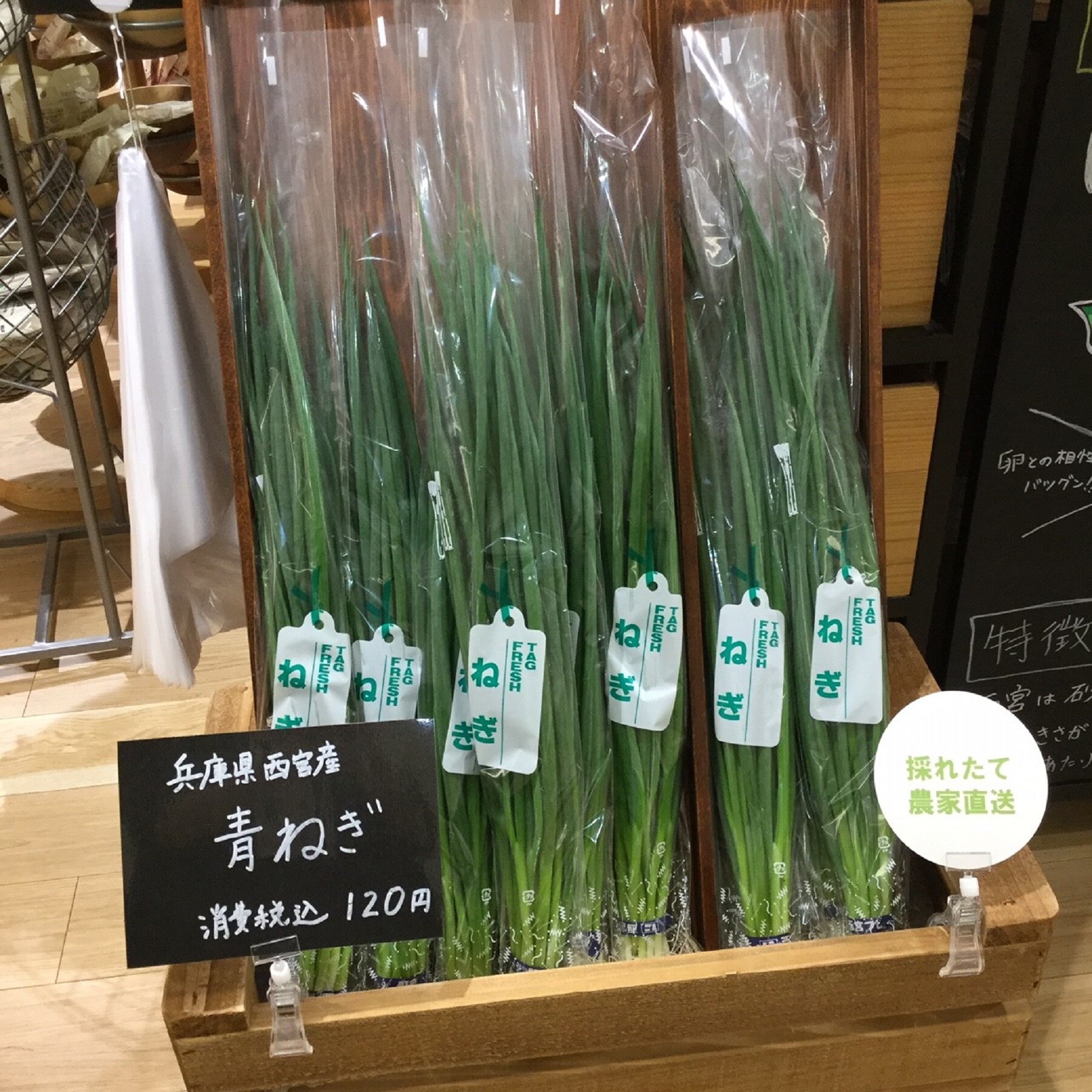 青ネギの写真