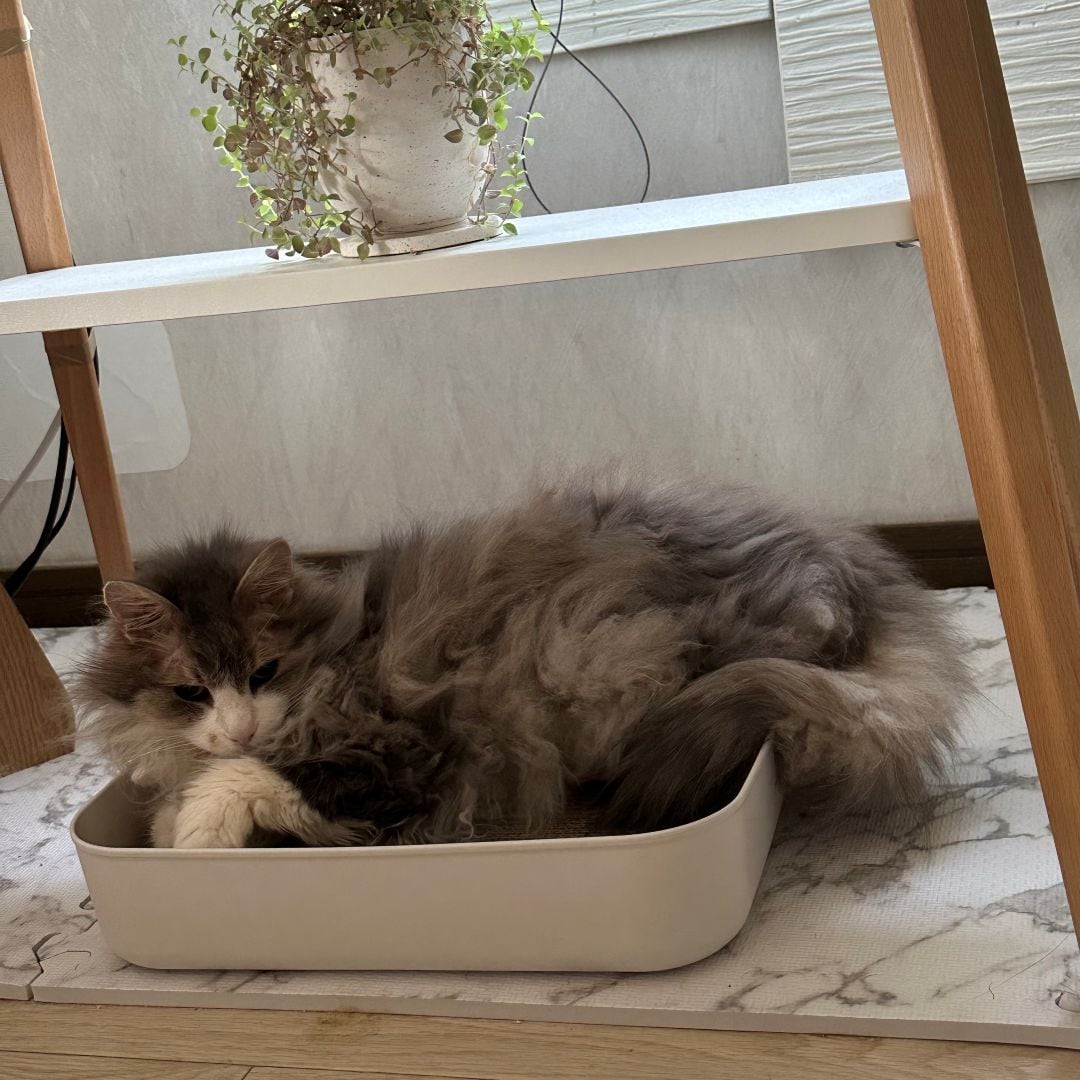 【イオンモール木曽川】ペット用品もご用意しております