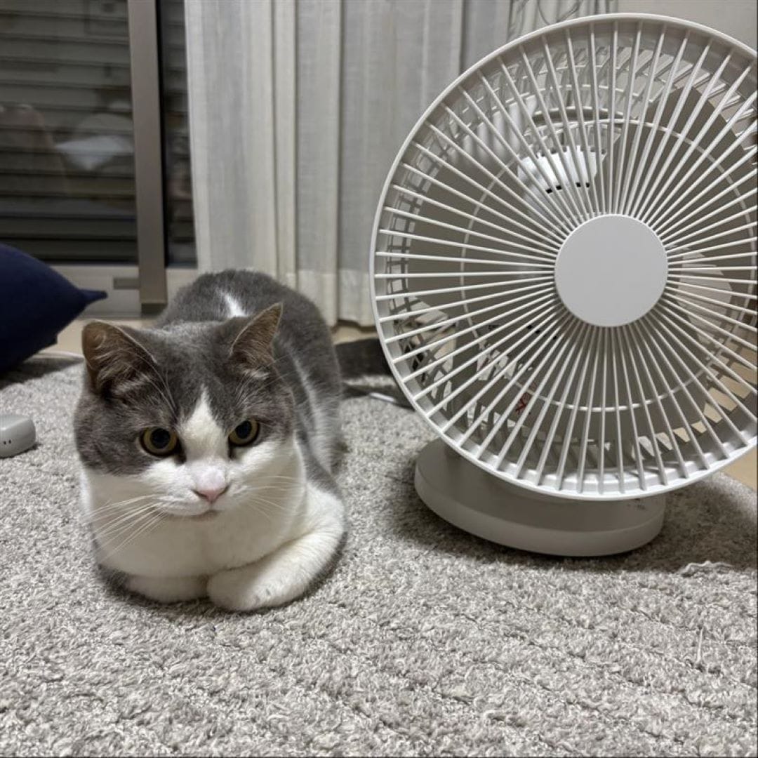 サーキュレーター