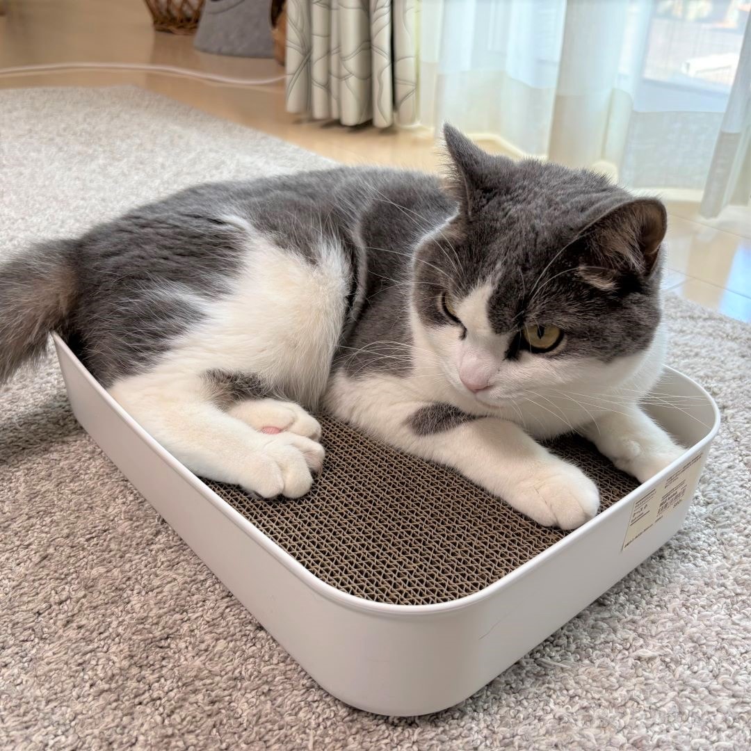 猫
