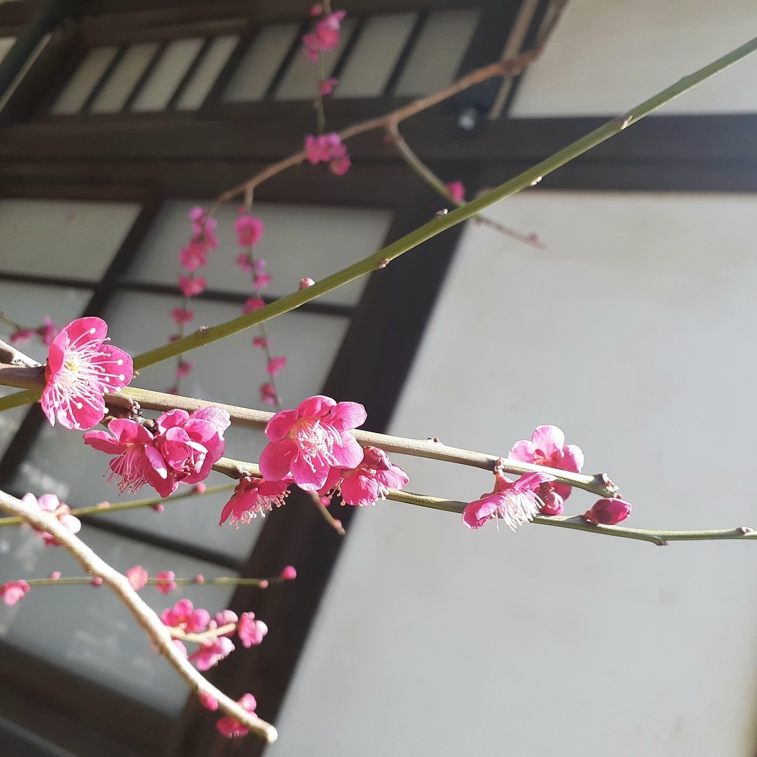 梅