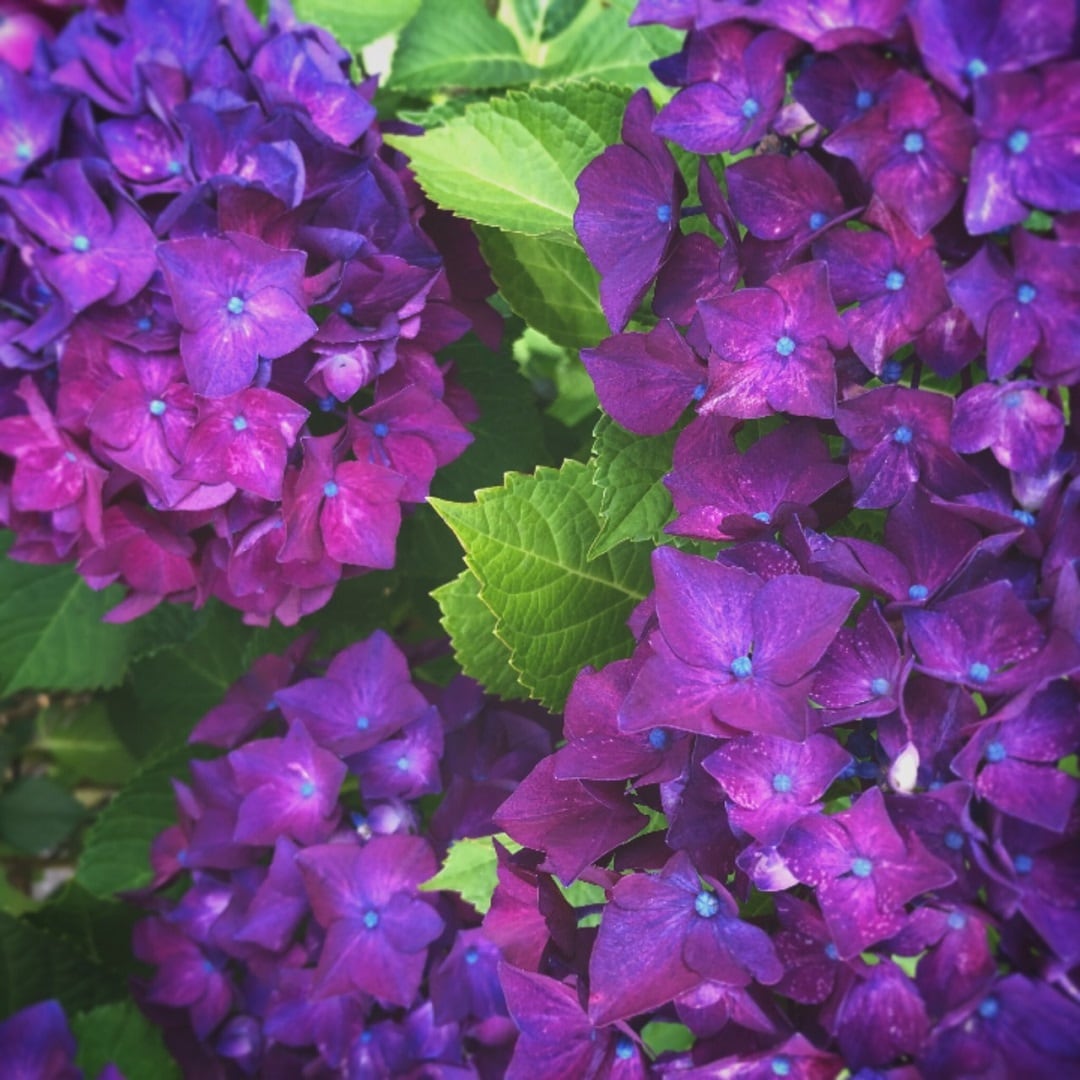 ●紫陽花の写真01