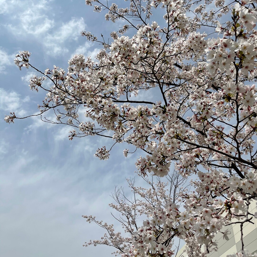 桜3