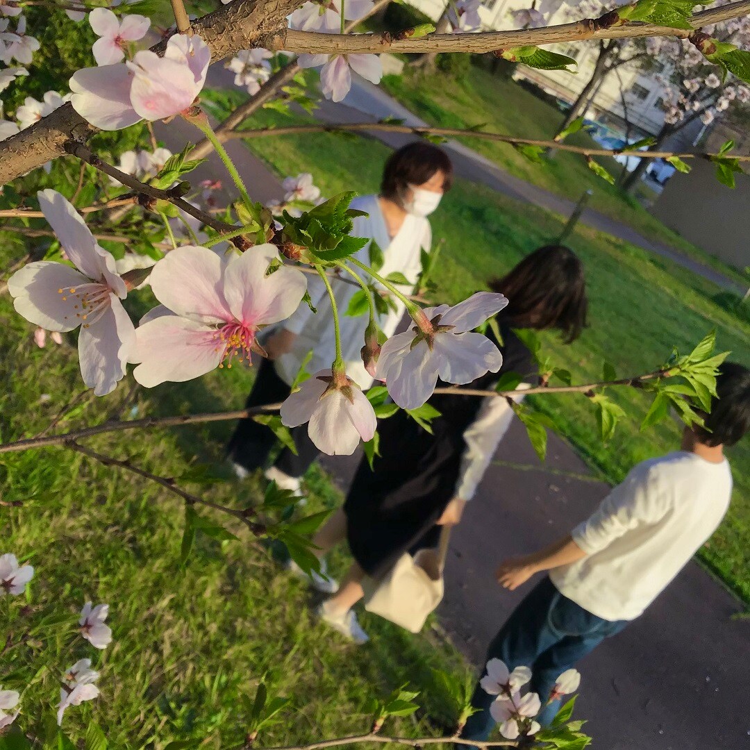 桜7